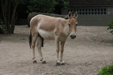 onager