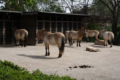przewalski-pferde