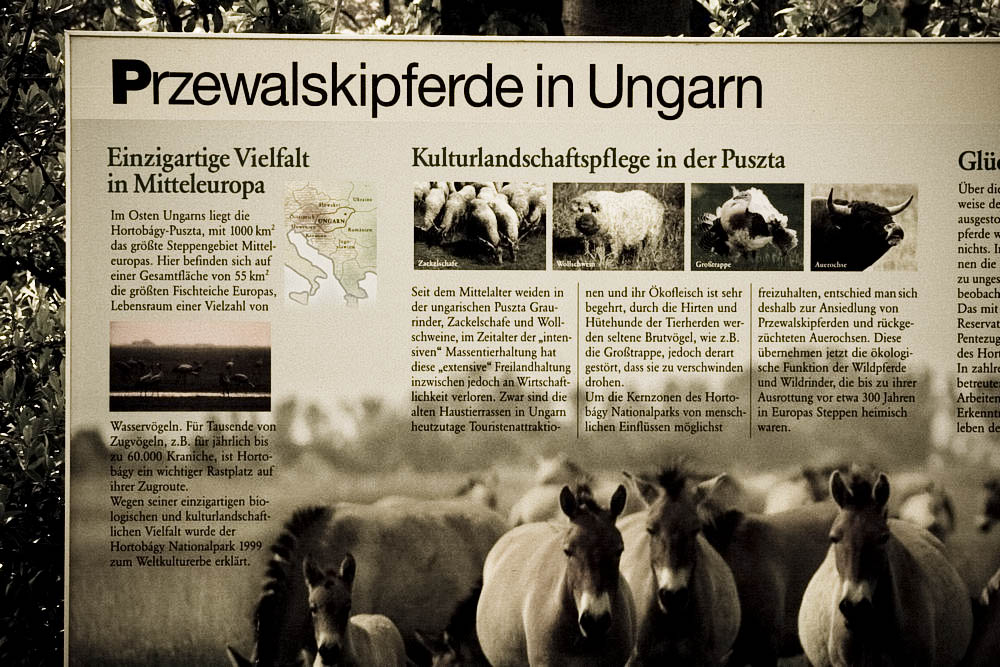 przewalski-pferde