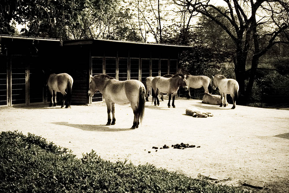przewalski-pferde