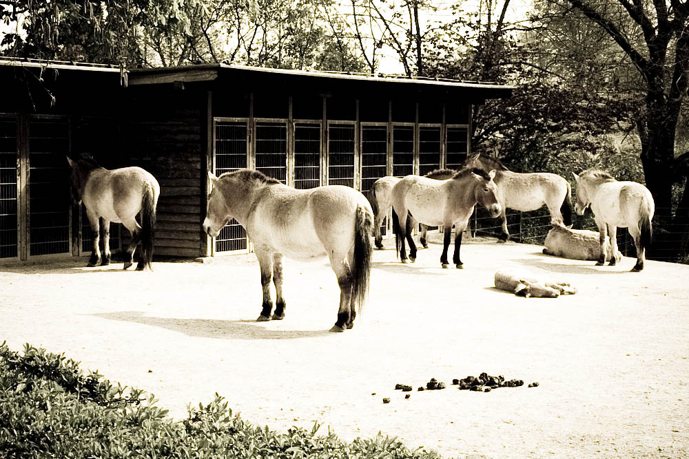 przewalski-pferde