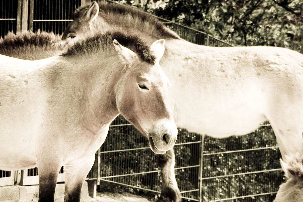 przewalski-pferde