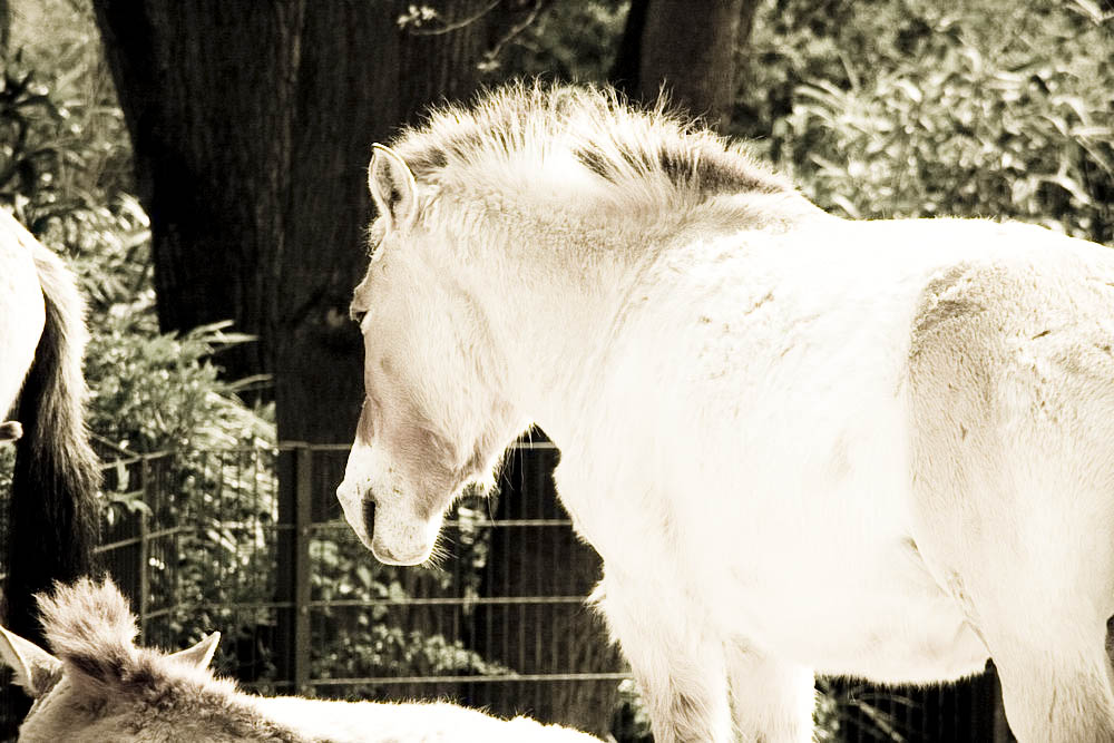 przewalski-pferde