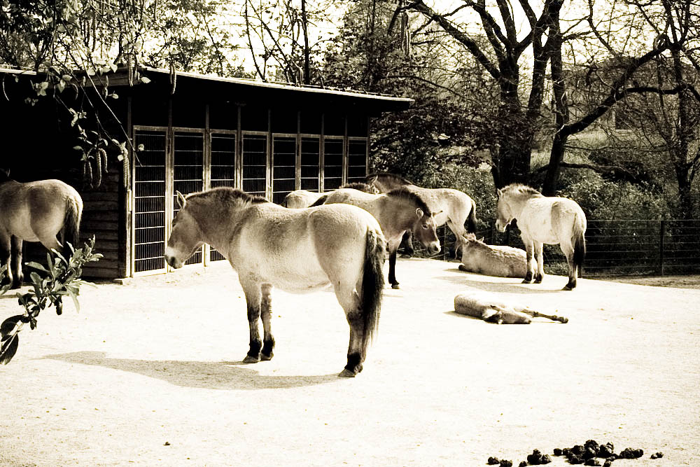 przewalski-pferde