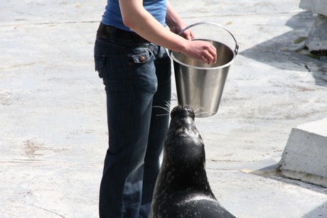 seehunde