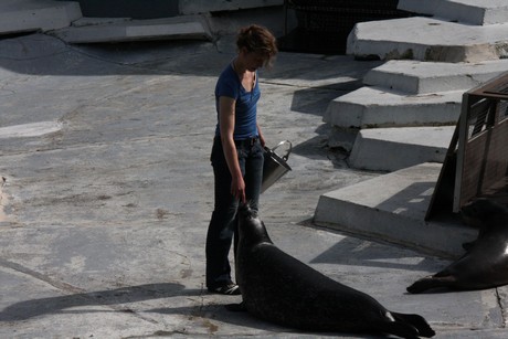 seehunde
