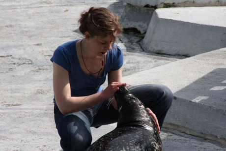 seehunde
