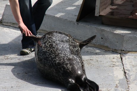 seehunde