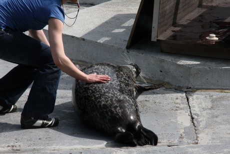 seehunde