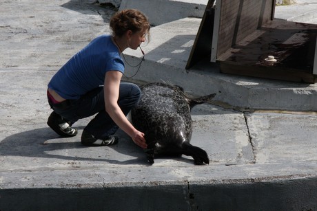 seehunde