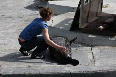 seehunde
