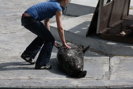 seehunde
