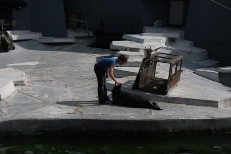 seehunde