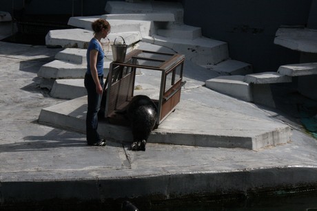 seehunde