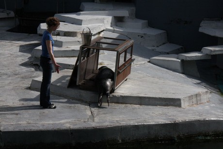 seehunde