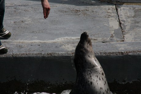 seehunde