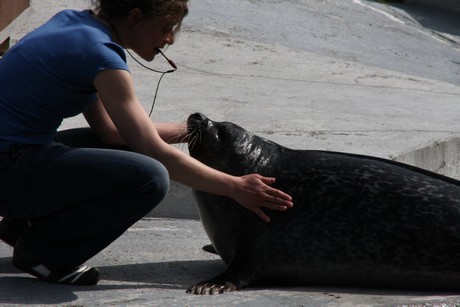 seehunde