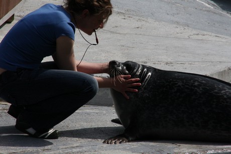 seehunde