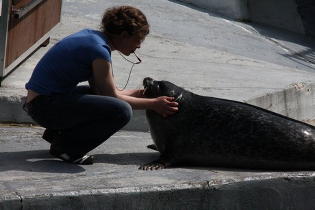 seehunde