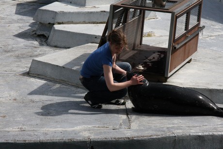 seehunde