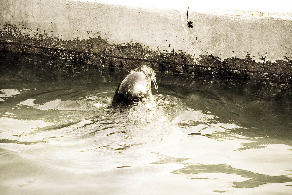 seehunde