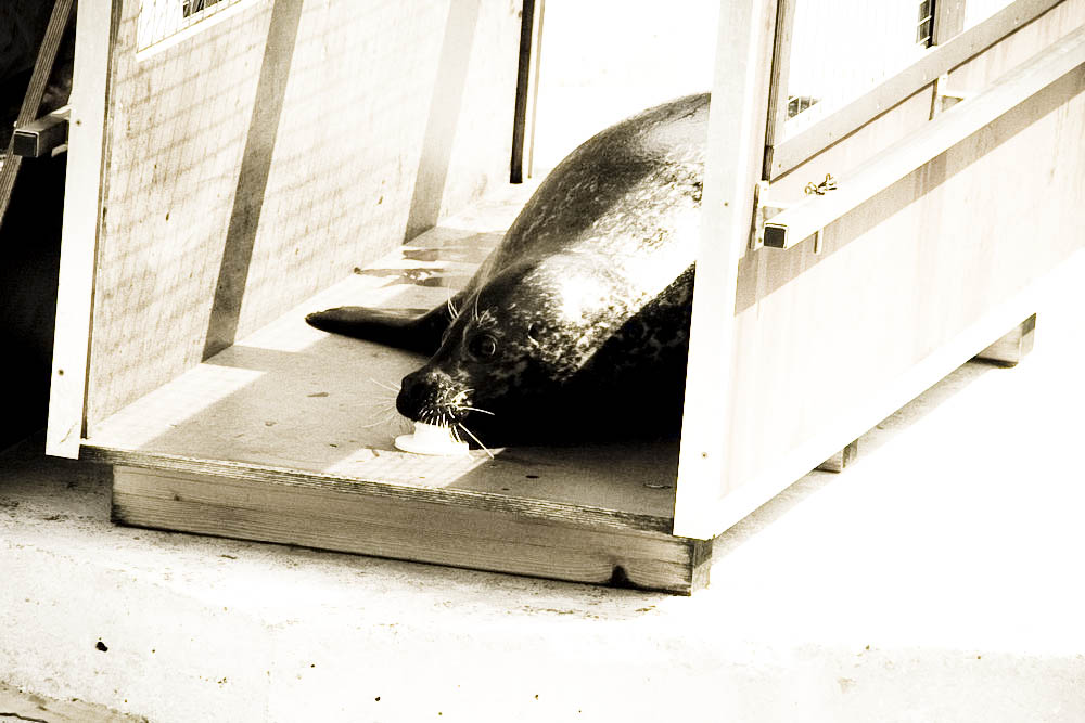 seehunde