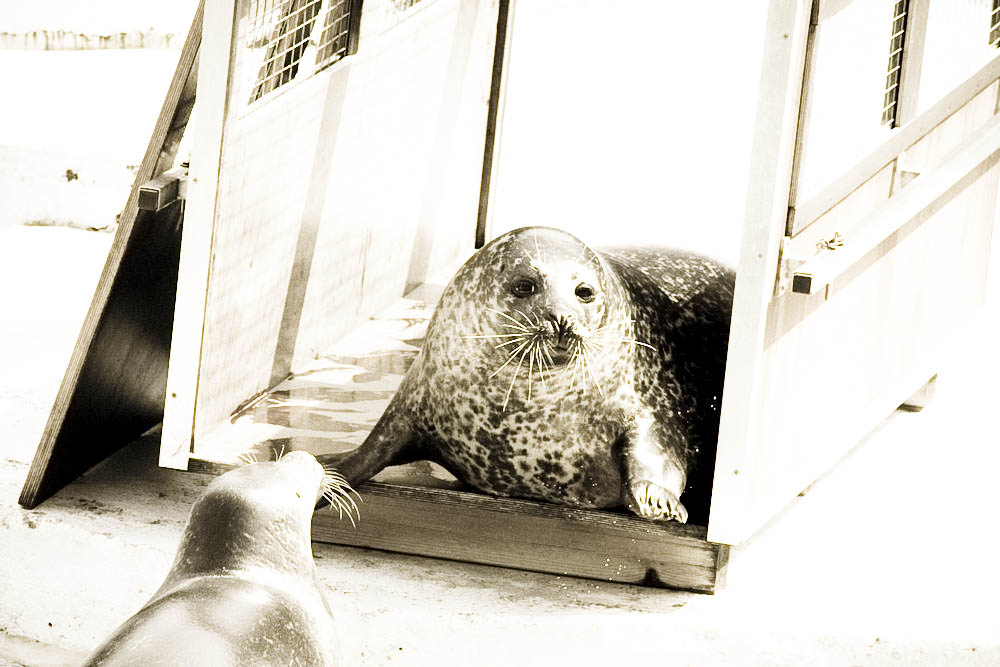 seehunde