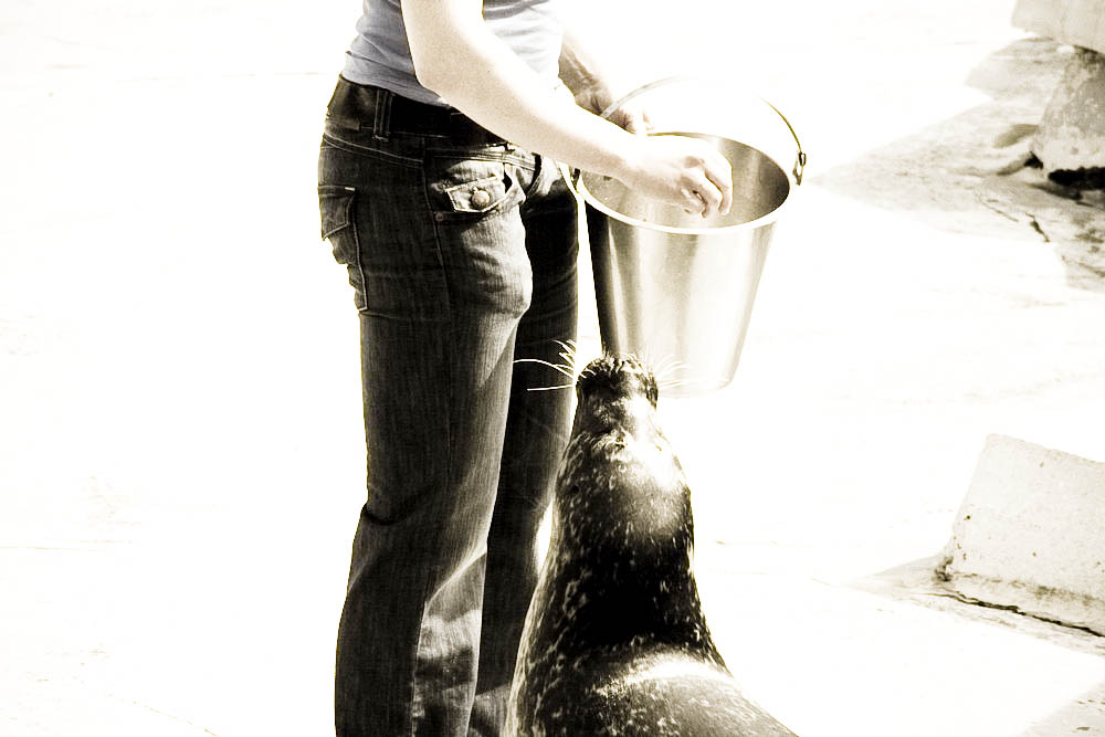 seehunde