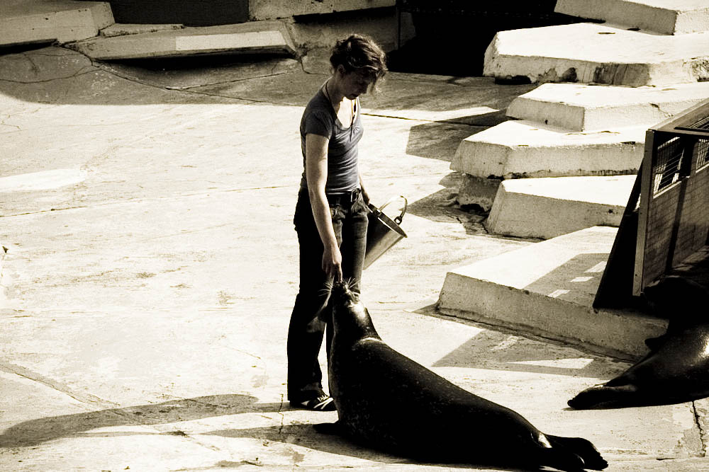seehunde