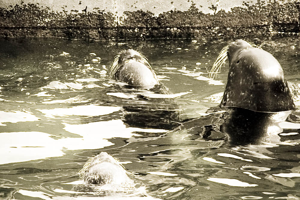 seehunde