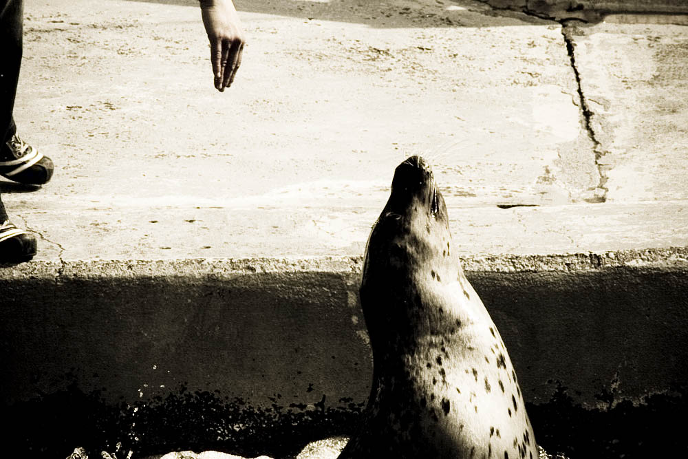 seehunde