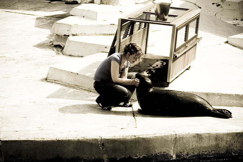seehunde