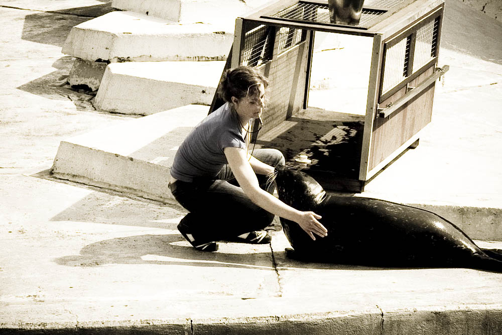 seehunde