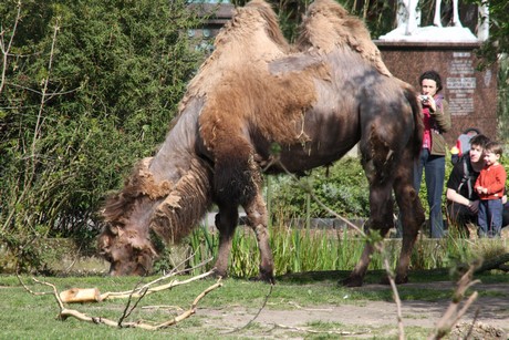trampeltier