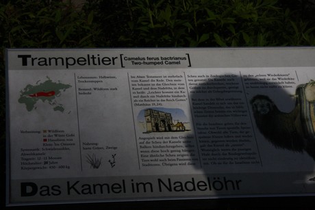 trampeltier