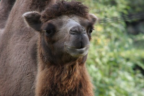 trampeltiere
