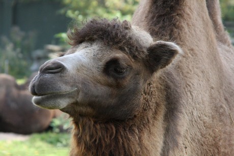 trampeltiere