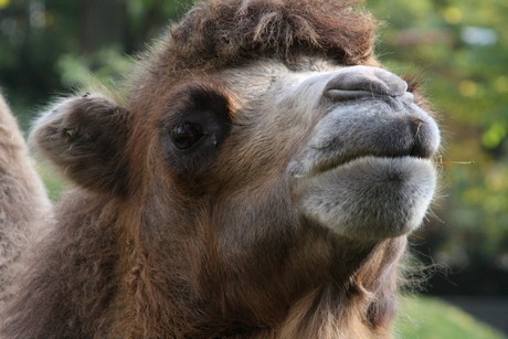 trampeltiere