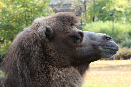 trampeltiere