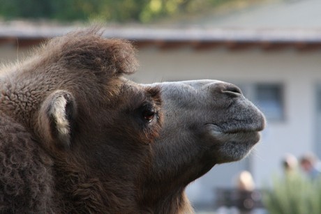 trampeltiere