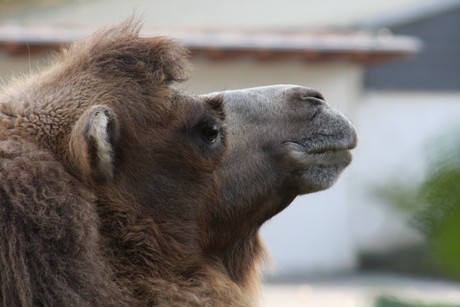 trampeltiere