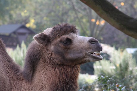 trampeltiere