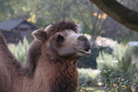 trampeltiere