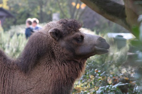 trampeltiere