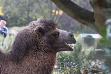 trampeltiere