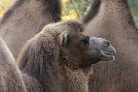 trampeltiere