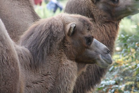 trampeltiere