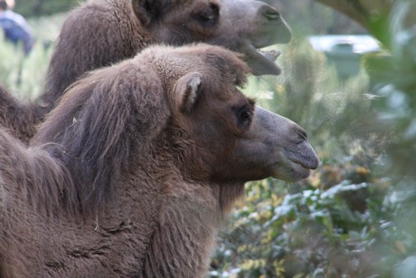 trampeltiere