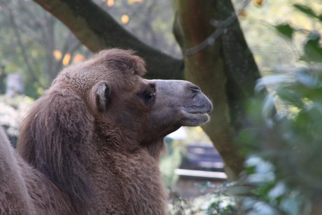 trampeltiere