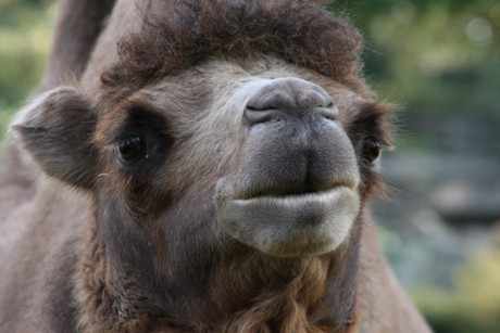 trampeltiere